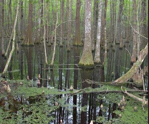 BLOG POST 4 - Swamp