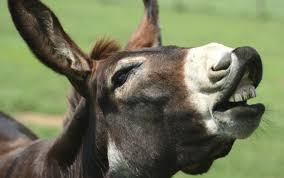 BLOG POST 1 - Jackass